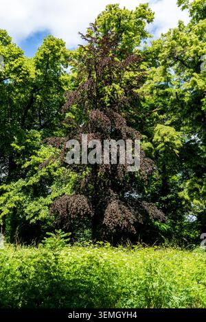 Un grande albero solitario torreggia sopra le erbe prate presso le rovine del monastero di Limburgo vicino a Bad Dürkheim, incorniciato da una fitta tettoia verde della foresta, dappato sole Foto Stock