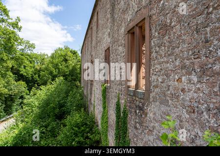 Rovine storiche del monastero di Limburgo con muri in pietra, aperture vuote delle finestre e edera, circondate da lussureggianti boschi verdi vicino a Bad Dürkheim, conve Foto Stock