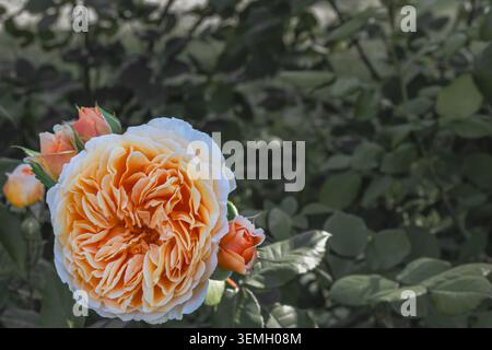 Elegante rosa giardino di pesca in piena fioritura circondato da gemme intatte e da un verde tenue, creando una romantica scena botanica con specchi naturali Foto Stock