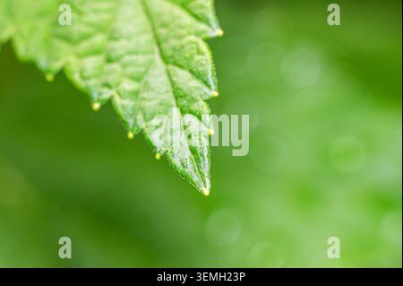 Foto macro di un bordo verde brillante con piccole gocce d'acqua Foto Stock