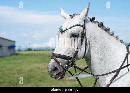 Elegante stallone bianco con criniera intrecciata su un campo e un cielo verdi sfocati. Bellissimo ritratto bianco di cavallo con criniera intrecciata e sposo decorato Foto Stock