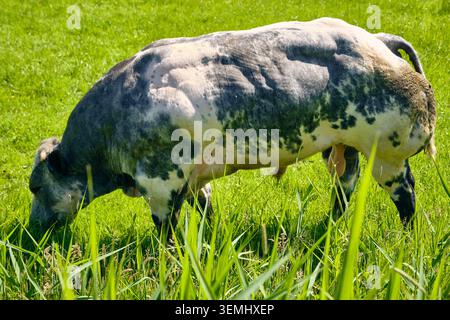 Nederhorst Den Berg, Paesi Bassi - 24 maggio 2026: Toro blu belga, noto per la sua estrema muscolarità e la carne di manzo di alta qualità. Foto Stock