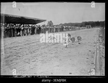 Il 22 giugno 1929 una fotografia di Agence Rol registra un evento di corse di levrieri a Sainte-Gemme nella foresta di Marly, Yvelines, in Francia. La fotografia sportiva monocromatica documenta i cani da corsa che partecipano a una competizione organizzata all'interno dell'ambiente forestale. Foto Stock