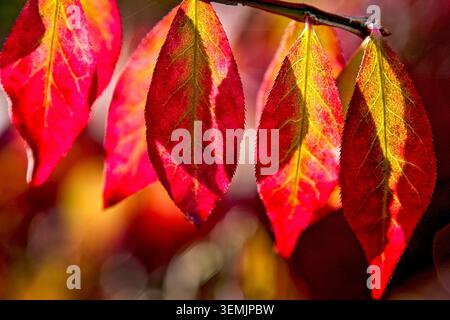 Il fogliame autunnale rosso brillante cattura il sole del pomeriggio, rivelando vene intricate e colori ricchi di stagione. Foto Stock
