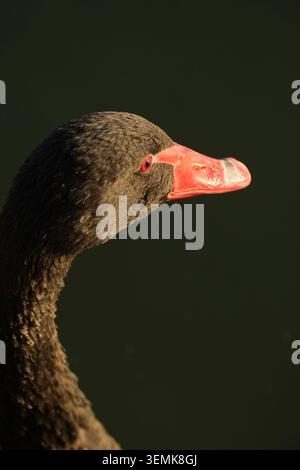Close-up di un cigno nero Foto Stock