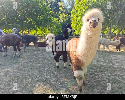 Serbia Valjevo 06.06.2026 Alpaca Herd camminando attraverso pascoli soleggiati Foto Stock