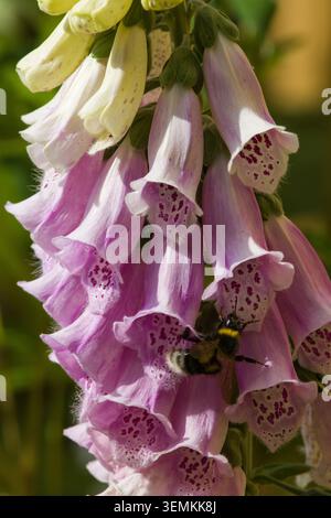 Bumble bee su Foxglove digitalis Foto Stock