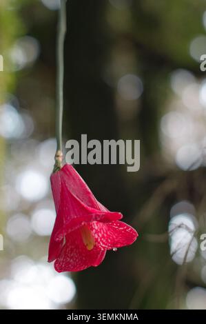 Fiore di Copihue rosso con una goccia di pioggia appesa al suo petalo nella foresta pluviale temperata valdiviana del Cile meridionale. Foto Stock