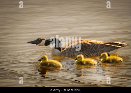 Oca del Canada (Branta canadensis) che nuota con simpatiche imbracature gialle a Long Point, Ontario, Canada. Foto Stock
