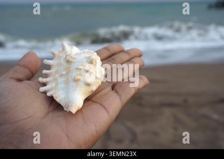 Mano che tiene una conchiglia su una spiaggia sabbiosa vicino al mare Foto Stock