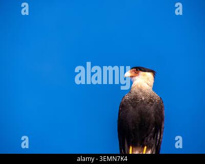 Un maestoso rapitore Caracara (Caracara plancus) arroccato su un palo, che guarda lateralmente contro un cielo azzurro cristallino sullo sfondo della Brazilia Foto Stock
