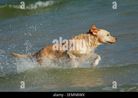 Eccitato Golden retriever che corre e gioca in acque poco profonde sulla spiaggia Foto Stock