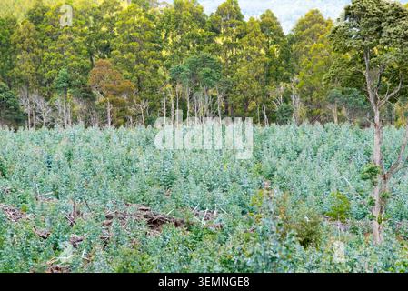 Piantagione di Blue Gum Tree della Tasmania Foto Stock
