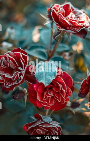Le rose sono ricoperte di ghiaccio, creando un contrasto sorprendente con i loro vibranti petali rossi. La scena è ambientata in un giardino durante le fresche ore mattutine. Foto Stock