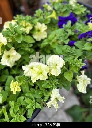 I fiori di Petunia giallo chiaro e viola fioriscono nella Garden Planter Box di Perth, Australia. Foto Stock