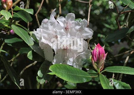 Rhododendron "White Pearl". Primo piano, in primavera, un gruppo di fiori di azalea sempre verdi, con gemme rosa distintive nella cornice. Foto Stock