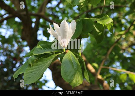 Magnolia x soulangeana "Brozzonii", primo piano di un singolo piattino bianco e rosa fiore di magnolia a tarda primavera. Foto Stock