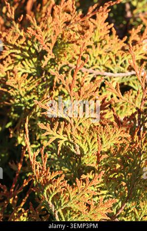 Thuja occidentalis Fire Chief ('Congabe'PBR). Primo piano della nuova serie primaverile di aghi di cedro bianco nano color arancio dorato brillante Foto Stock