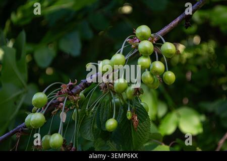 Ciliegie verdi non mature che crescono sul ramo dell'albero Foto Stock