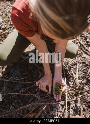 La donna si inginocchia nella foresta illuminata dal sole per raccogliere felci fiddlehead Foto Stock