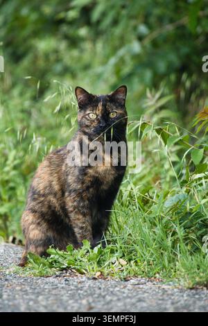 Gatto di tartaruga seduto nell'erba e guardando direttamente la telecamera con una lama d'erba in bocca. Foto Stock