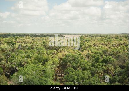 Ampia vista aerea della foresta in cima alla torre di osservazione Myakka Foto Stock