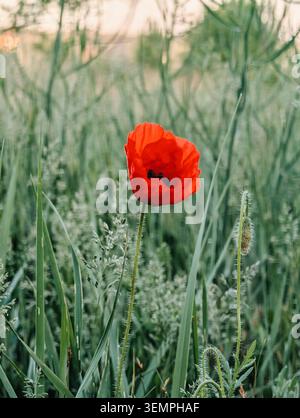 Fiore di papavero selvatico che fiorisce nel campo verde. Vivace fiore di papavero rosso che fiorisce tra l'erba verde alta in un prato all'alba. Foto Stock