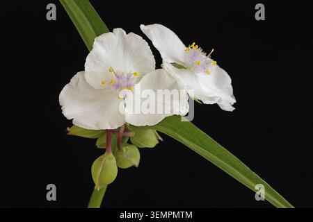 Verdura bianca (Tradescantia x andersoniana innocenza) Foto Stock