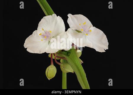 Verdura bianca (Tradescantia x andersoniana innocenza) Foto Stock