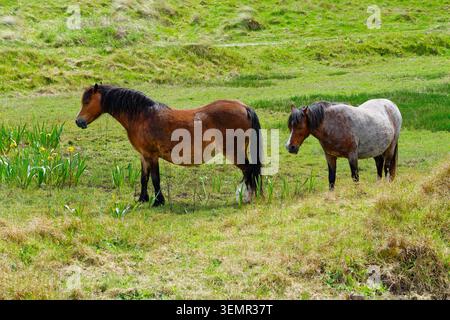 Coppia di pony selvatici del Welsh Mountain che pascolano al sole di maggio sull'isola di Llanddwyn, Anglesey, Galles. Foto Stock