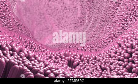I villi intestinali sono piccole proiezioni simili a dita nell'intestino tenue che aumentano notevolmente la superficie per assorbire i nutrienti da digerire Foto Stock