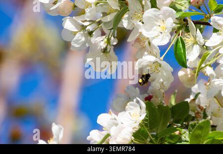 A Small Heath Bumblebee ( Bombus jonellus ) raccoglie il polline da un melo di granchio in mezzo alla sua fioritura primaverile nel Bedfordshire, Inghilterra - foto: Geopix/Bill Mitchell Foto Stock