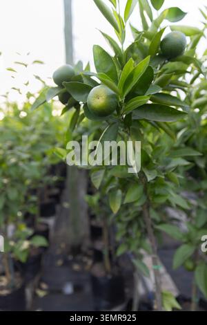 Gli agrumi verdi si raggruppano su un ramo a foglia nelle file dei vivai, vasi che fiancheggiano le corsie strette Foto Stock