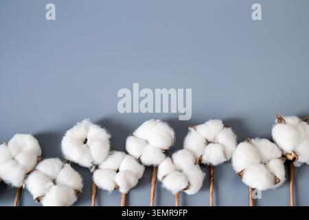 Bolls di cotone su sfondo grigio Foto Stock