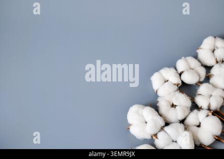 Bolls di cotone su sfondo grigio Foto Stock