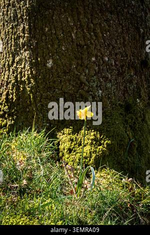 Un'immagine in HDR ravvicinata a primavera di un Daffodil solitario, Narcissus, di fronte alla corteccia gnarata di un ceppo di alberi vicino a Keswick, in Inghilterra. 7 aprile 2026 Foto Stock