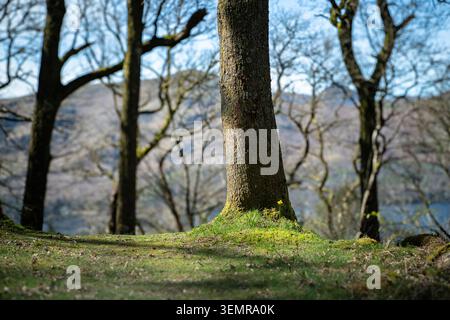 Un soleggiato paesaggio primaverile HDR immagine di un narciso solitario, alla base di un albero vicino a Keswick in Cumbria, Inghilterra. 7 aprile 2026 Foto Stock