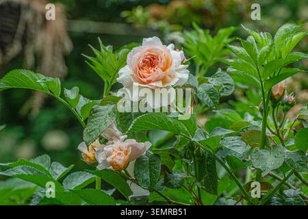 Rose David Austin color pesca in fiore Foto Stock