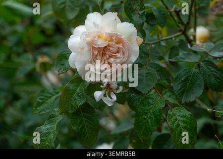 Rose David Austin color pesca in fiore Foto Stock