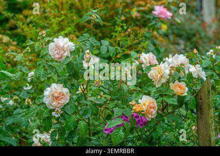 David Austin, Rose Bush Foto Stock