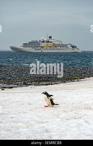 Pinguini in Antartide, con la nave da crociera Silversea Silver Endeavour sullo sfondo Foto Stock