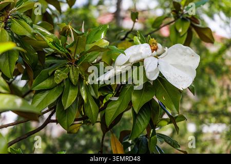 Magnolia dopo la pioggia. Primo piano di fiori. Foto Stock