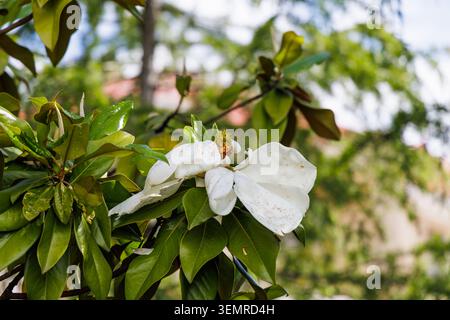 Magnolia dopo la pioggia. Primo piano di fiori. Foto Stock