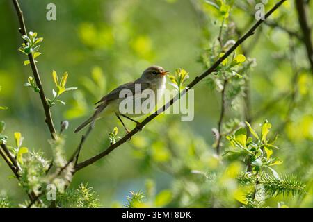 Willow Warbler-Phylloscopus trochilus arroccato su salice grigio-Salix cinerea Foto Stock