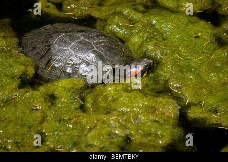 Cursore con orecchie rosse, tartaruga semi-acquatica, Trachemys scripta elegans Foto Stock
