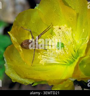 Incredibile foto da vicino di un ragno bruno (famiglia Thomisidae) posizionato all'interno di un vivace cactus giallo fico d'India (Opuntia) Foto Stock