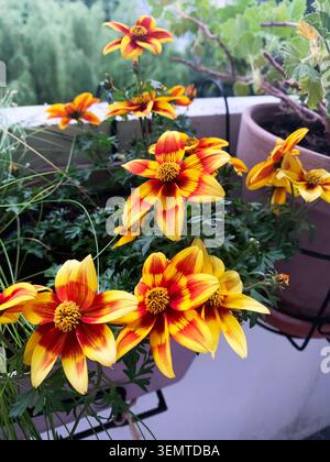 Fiori luminosi con petali gialli e rossi crescono su un balcone di un appartamento. Le piante sono collocate in vasi e le foglie verdi le circondano. La scena mostra una vista città sullo sfondo. Foto Stock