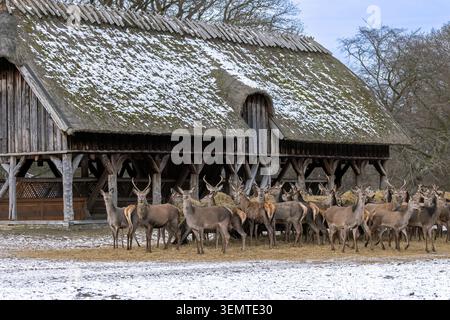 Alimentazione invernale supplementare di mandrie miste di cervi rossi (Cervus elaphus) e di cervi (hinds) presso la cremagliera del fieno/mangiatoia nella foresta innevata Foto Stock