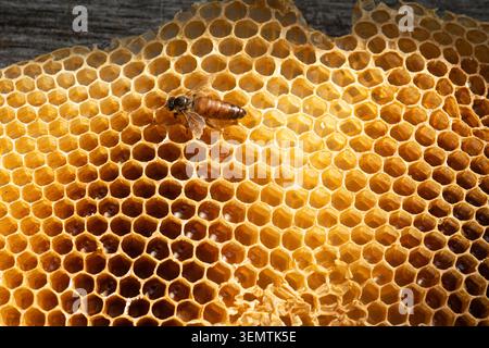 Ape miele su un favo aperto con cellule di cera esagonali visibili, fotografata in primo piano con miele naturale conservato all'interno di alcune cellule. Foto Stock