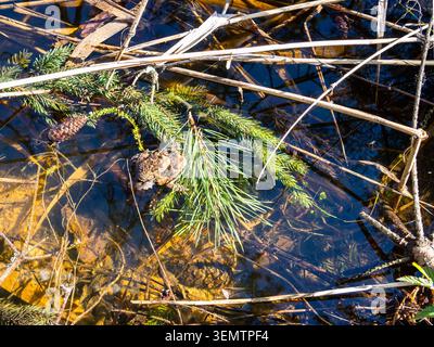 due rane su ramoscelli caduti nella palude della foresta nella calda giornata di primavera Foto Stock